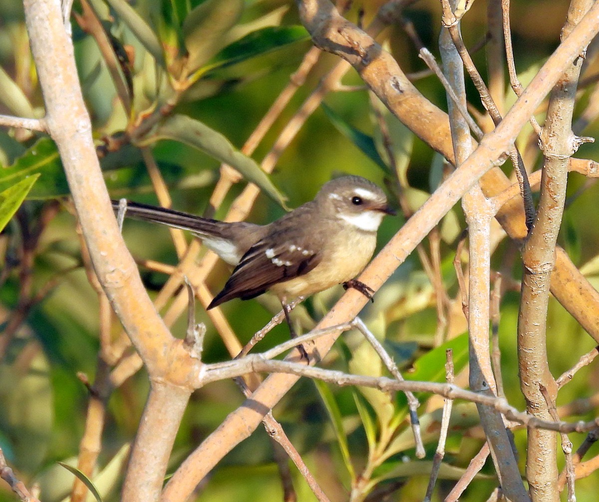 Mangrove Fantail - ML646427922