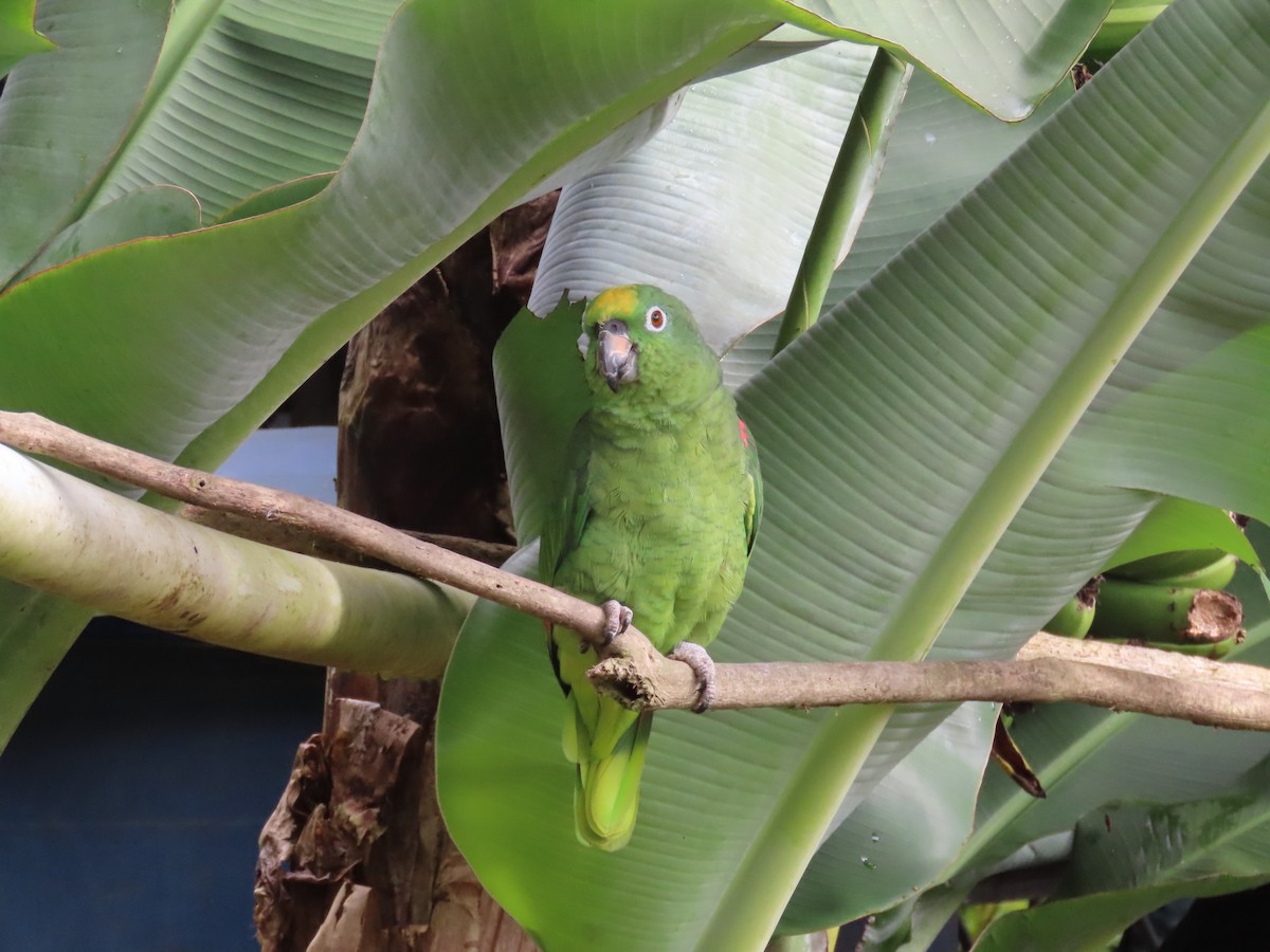 amazoňan žlutohlavý - ML646427923