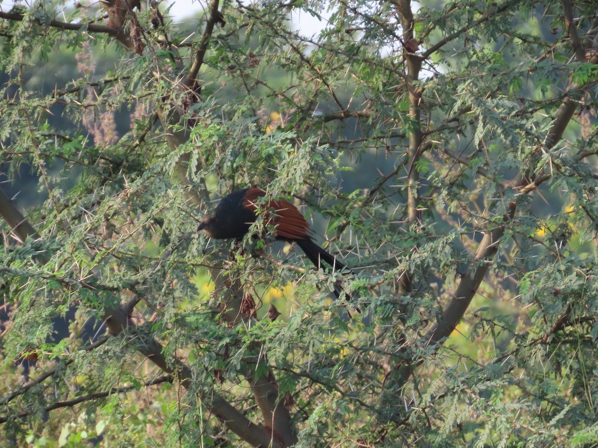 Greater Coucal - ML646427924