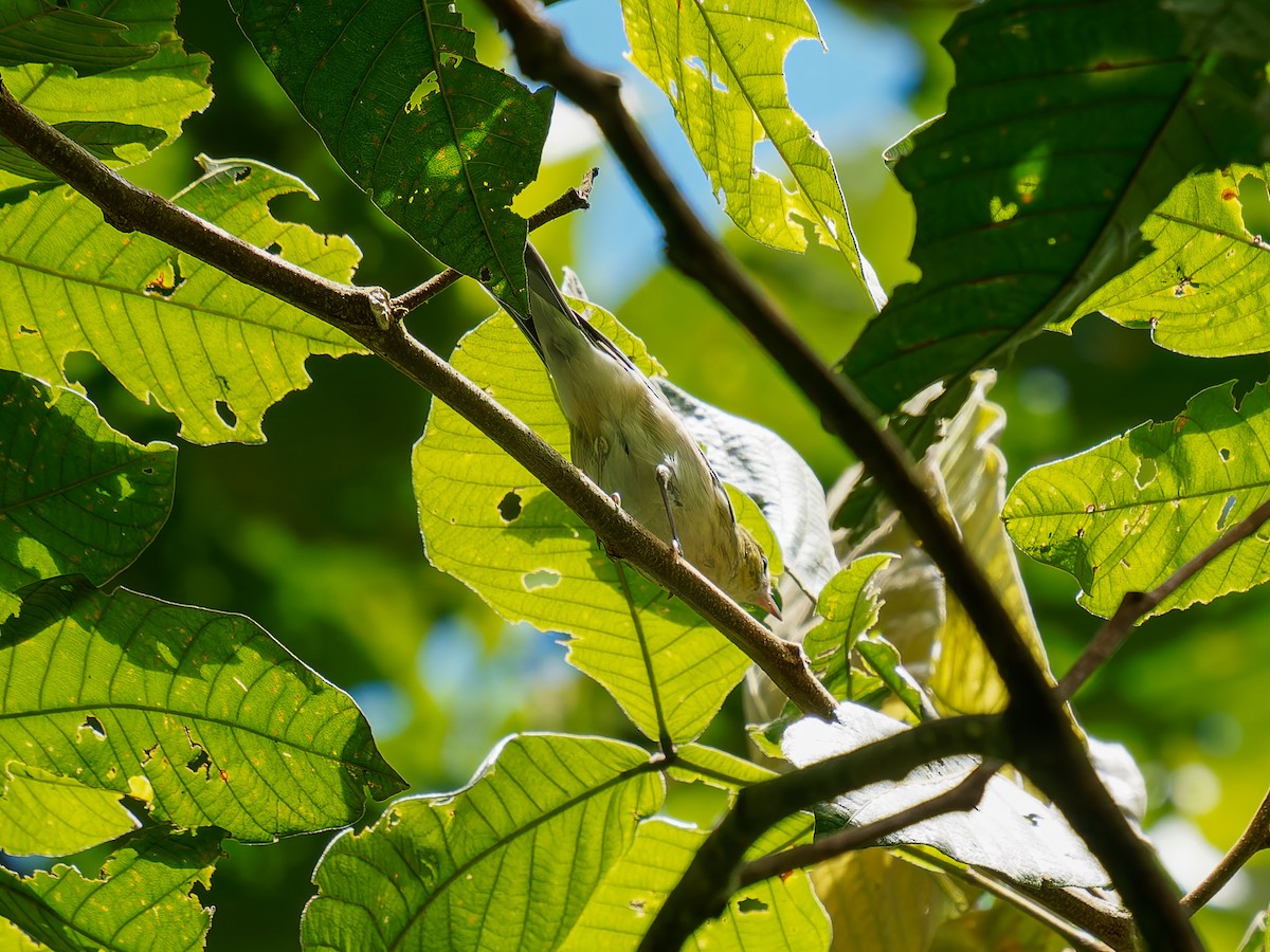 Yellow-green Vireo - ML646427928