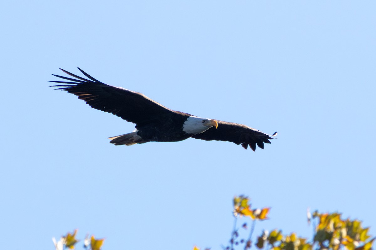 Bald Eagle - ML646427930
