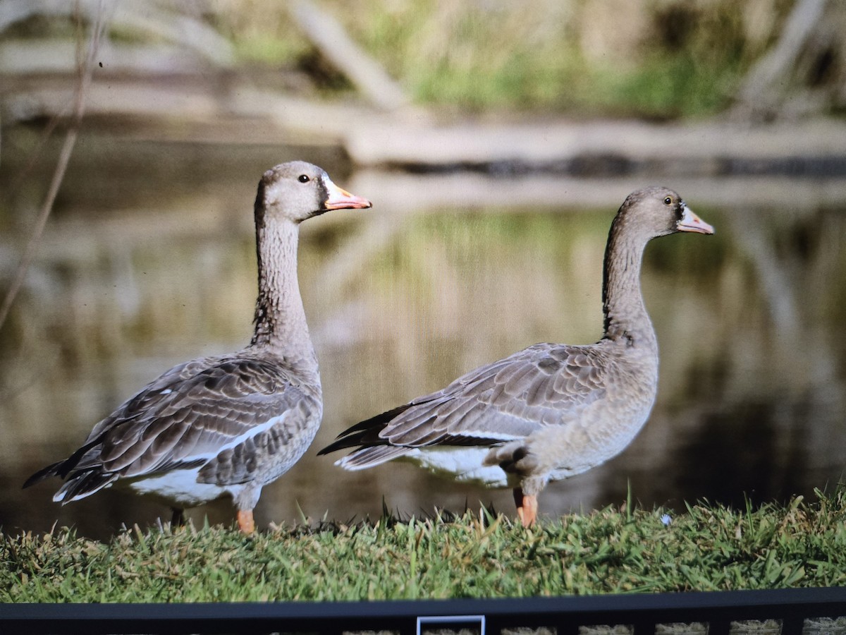 Greater White-fronted Goose - ML646427932