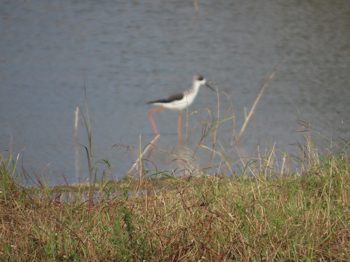 Black-winged Stilt - ML646427934
