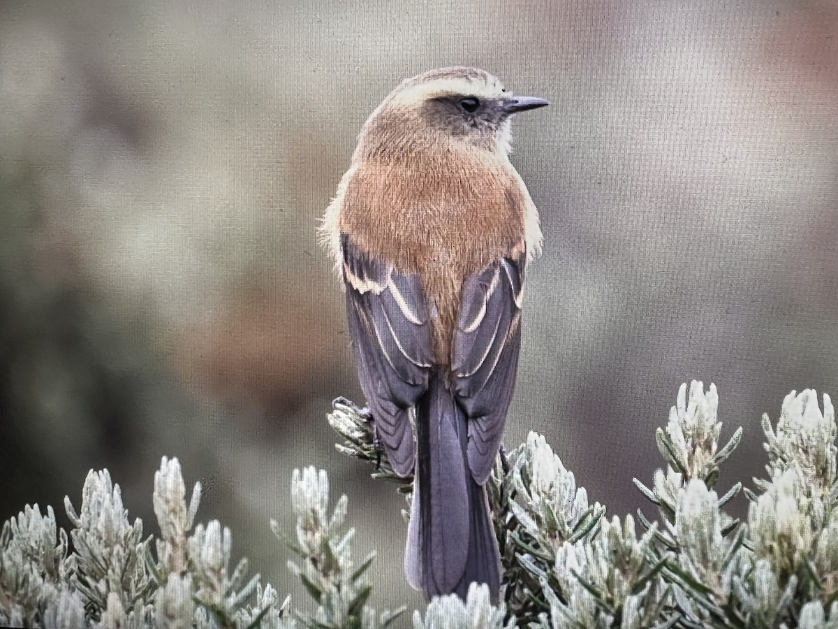 Brown-backed Chat-Tyrant - ML646427935