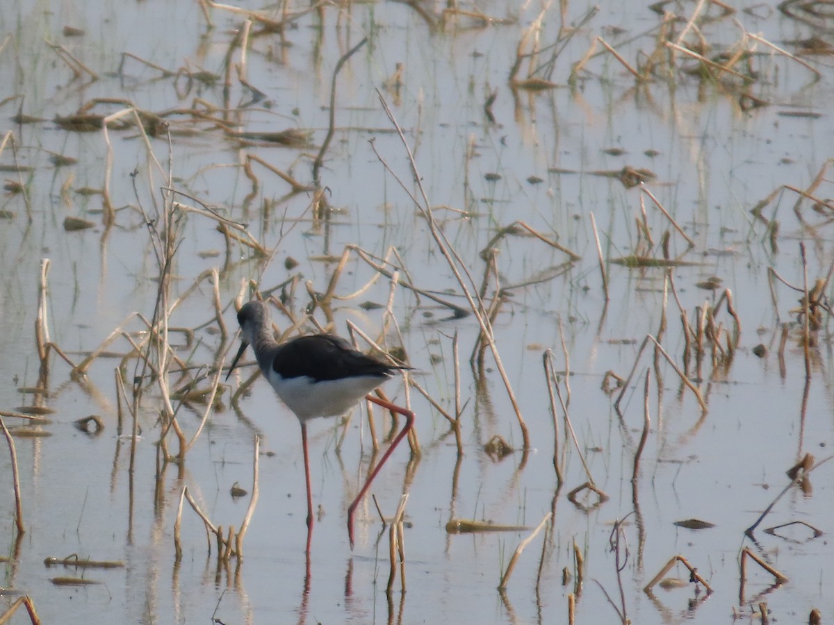Black-winged Stilt - ML646427938