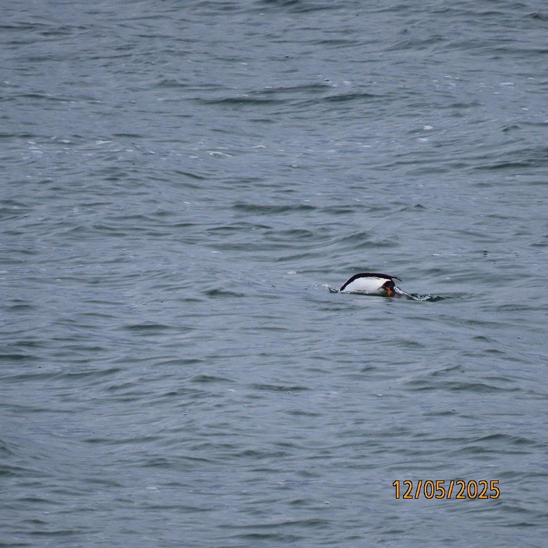 Common Goldeneye - ML646427944