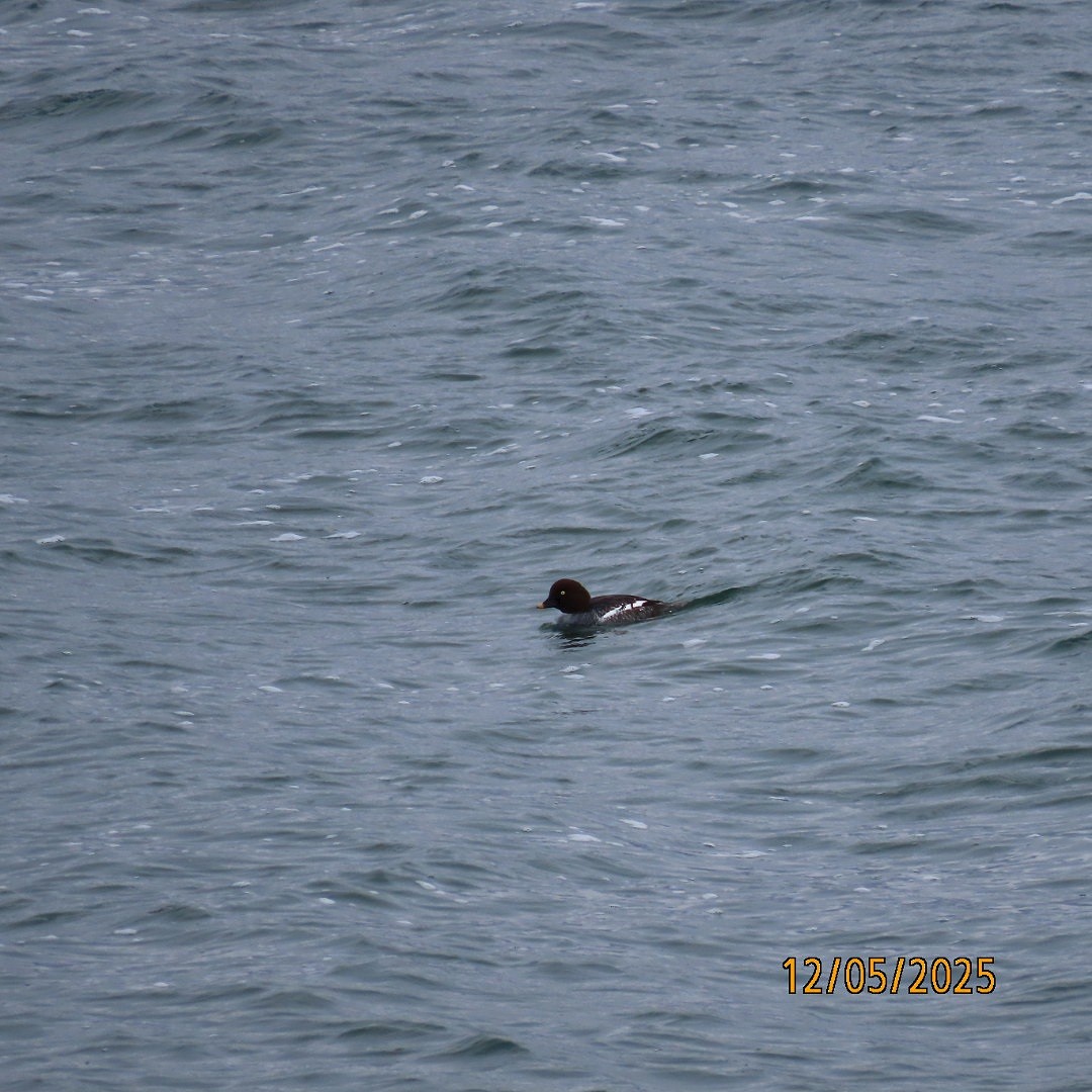 Common Goldeneye - ML646427945