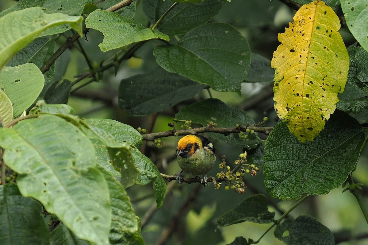 Flame-faced Tanager - ML646427946