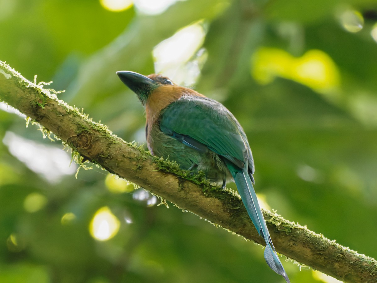 momot širokozobý - ML646427947