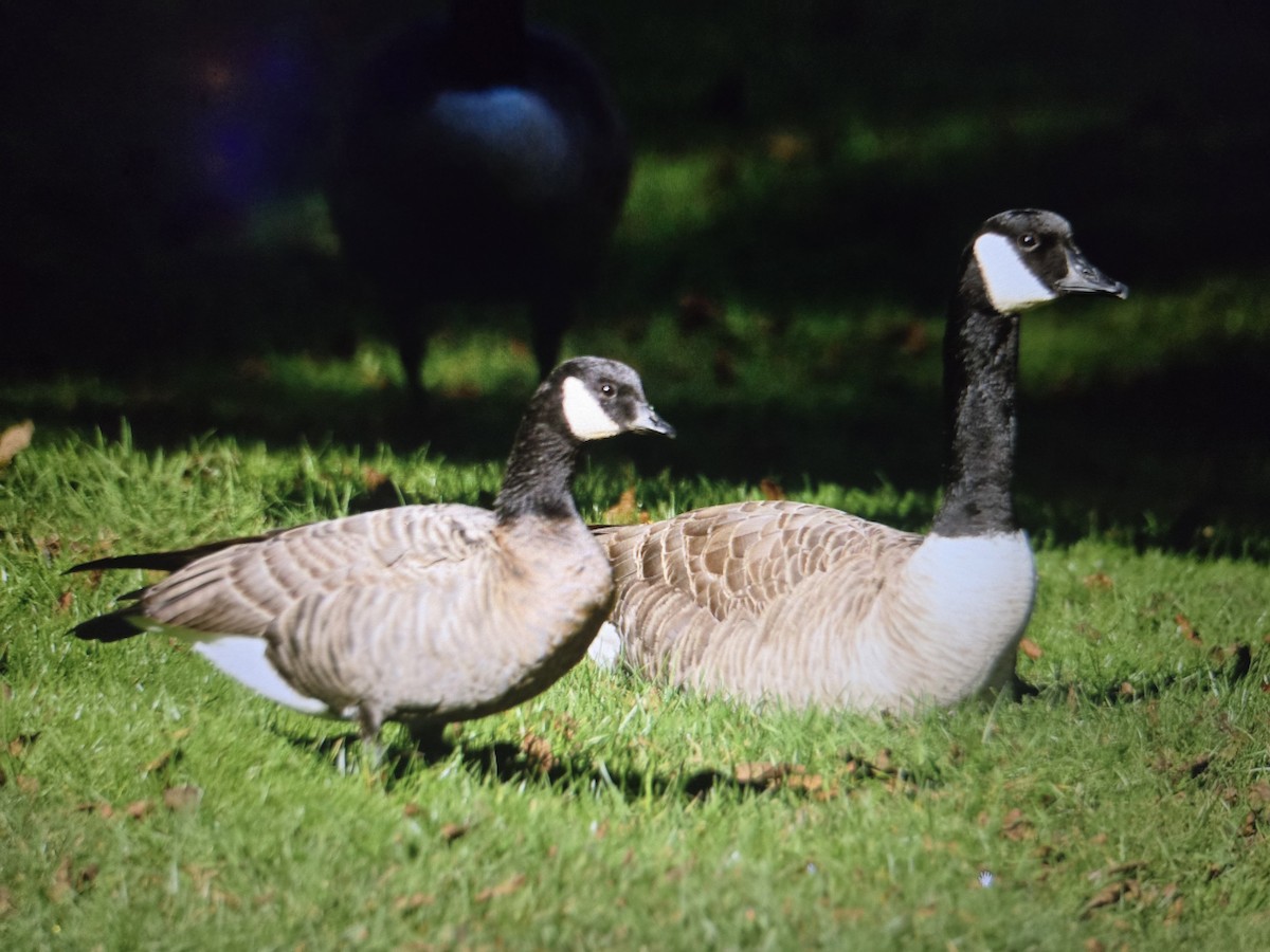 Cackling Goose - ML646427954