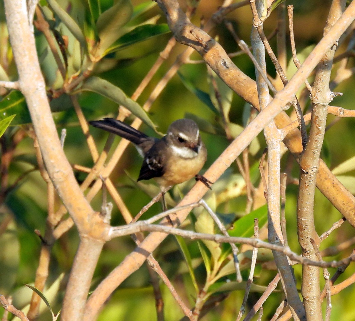 Mangrove Fantail - ML646427955