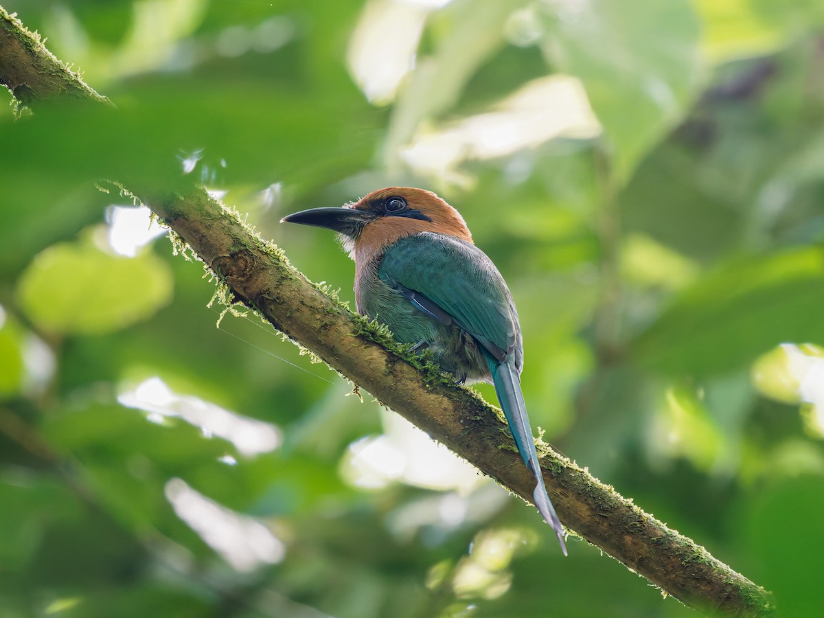 momot širokozobý - ML646427956