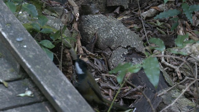 Eastern Whipbird - ML646427957