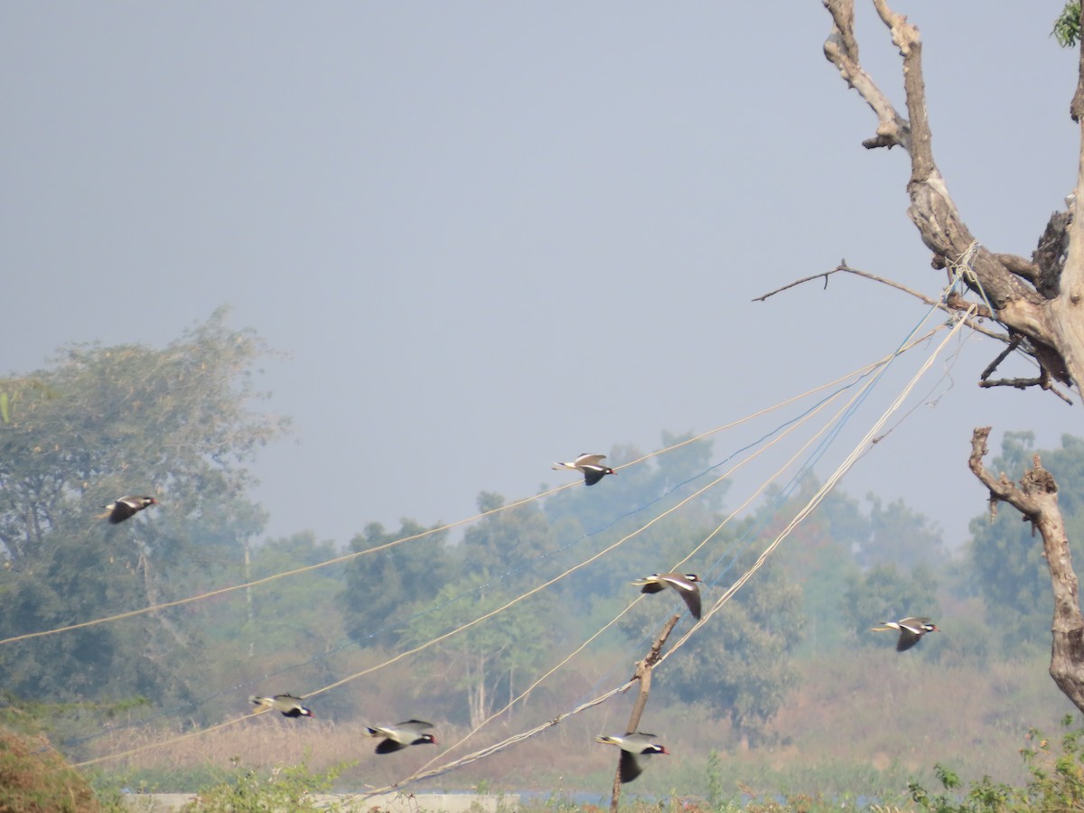 Red-wattled Lapwing - ML646427958
