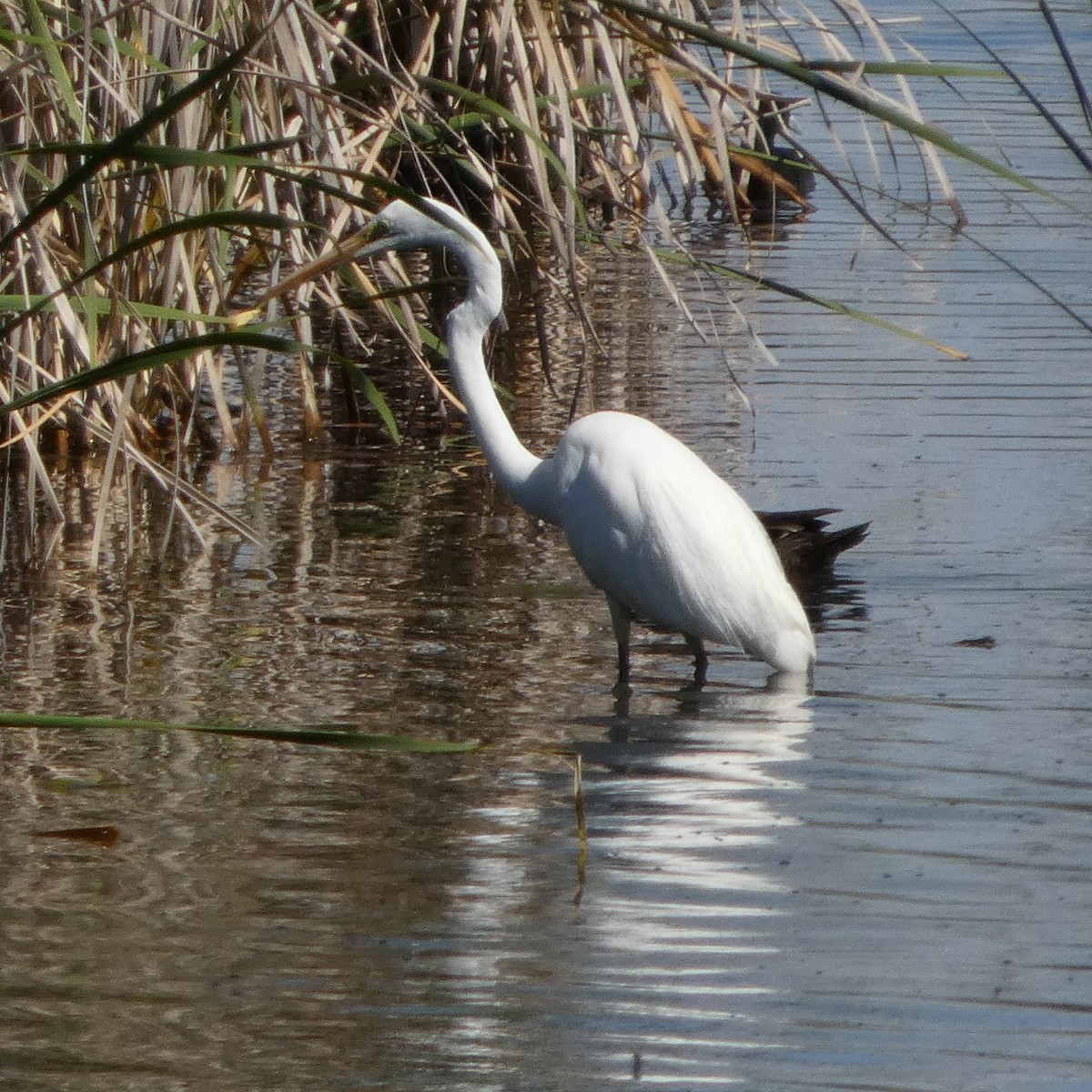 Great Egret - ML646427960