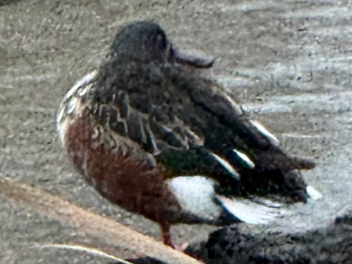 Northern Shoveler - ML646427961