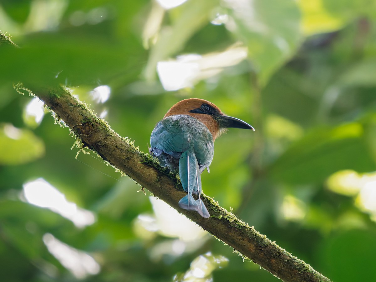 momot širokozobý - ML646427962