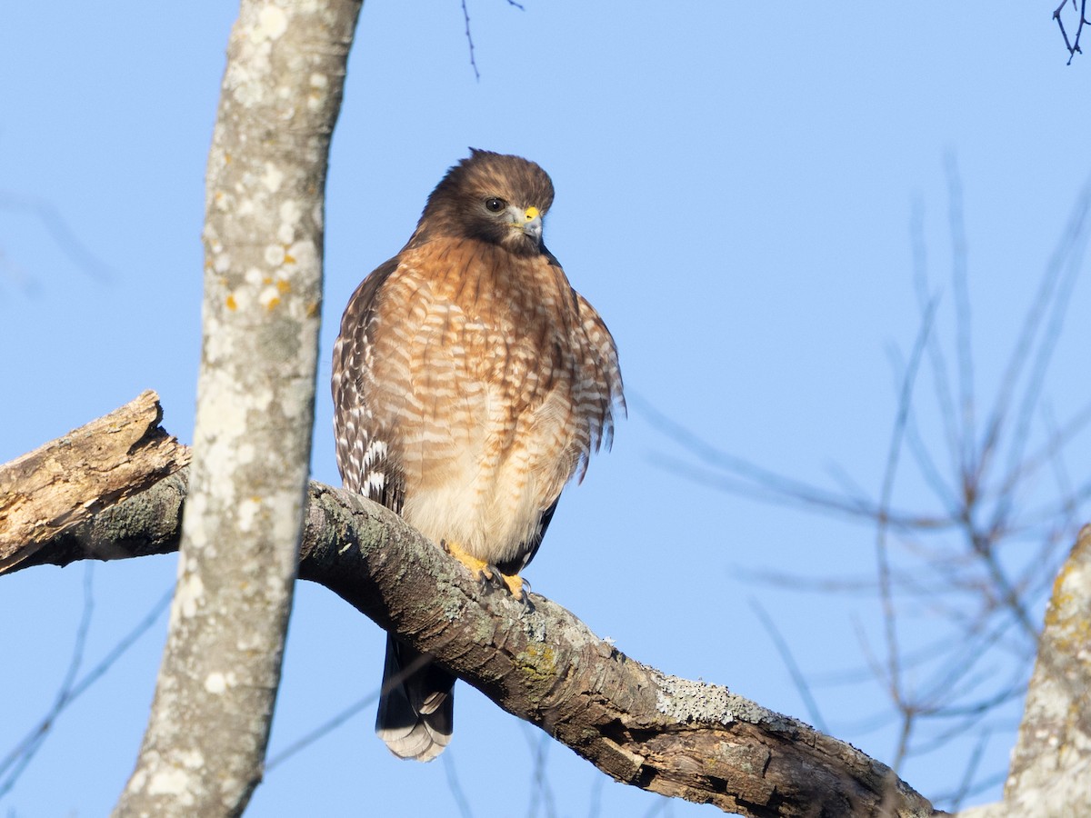 Red-shouldered Hawk - ML646427963