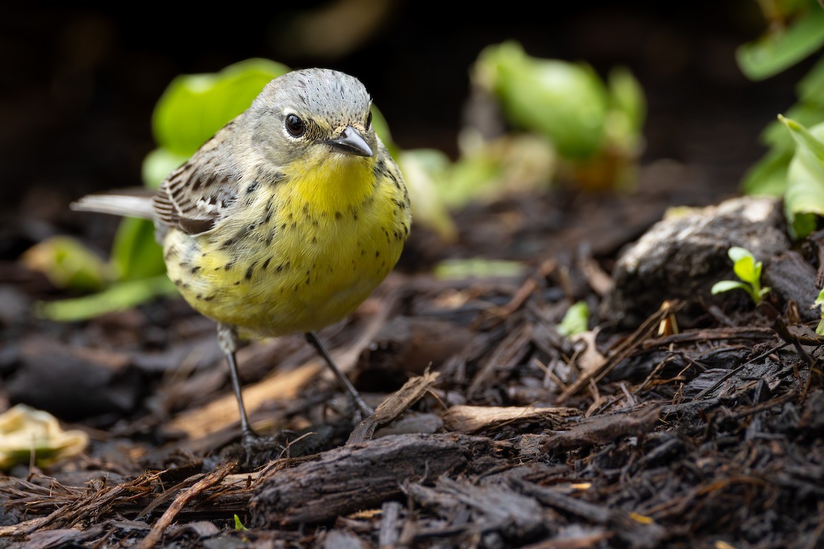 Kirtland's Warbler - ML646427964