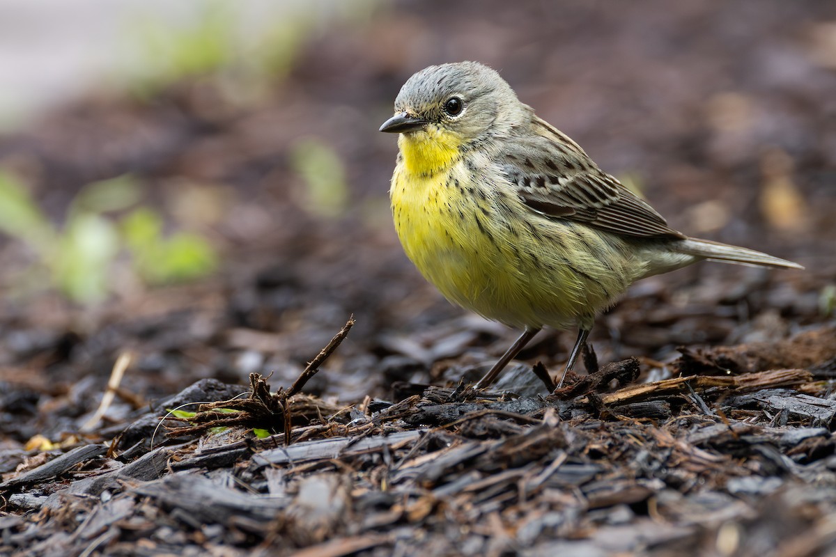 Kirtland's Warbler - ML646427965