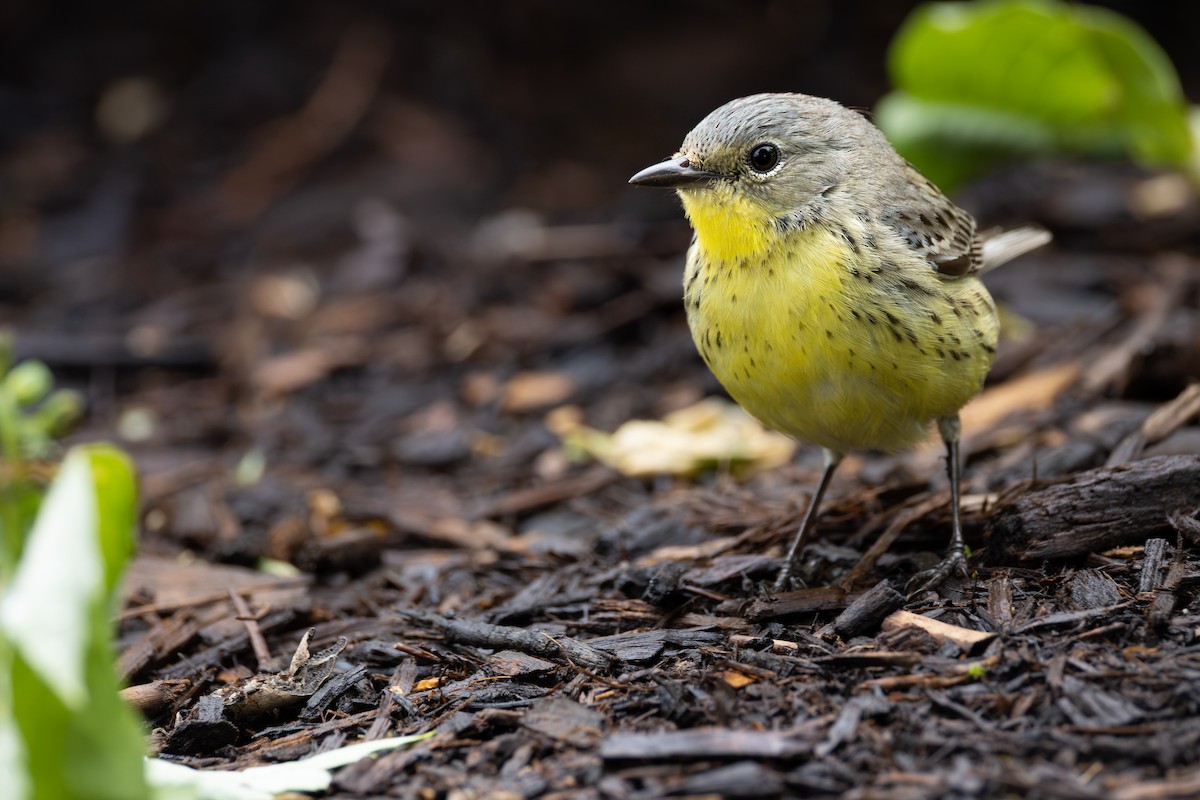 Kirtland's Warbler - ML646427966