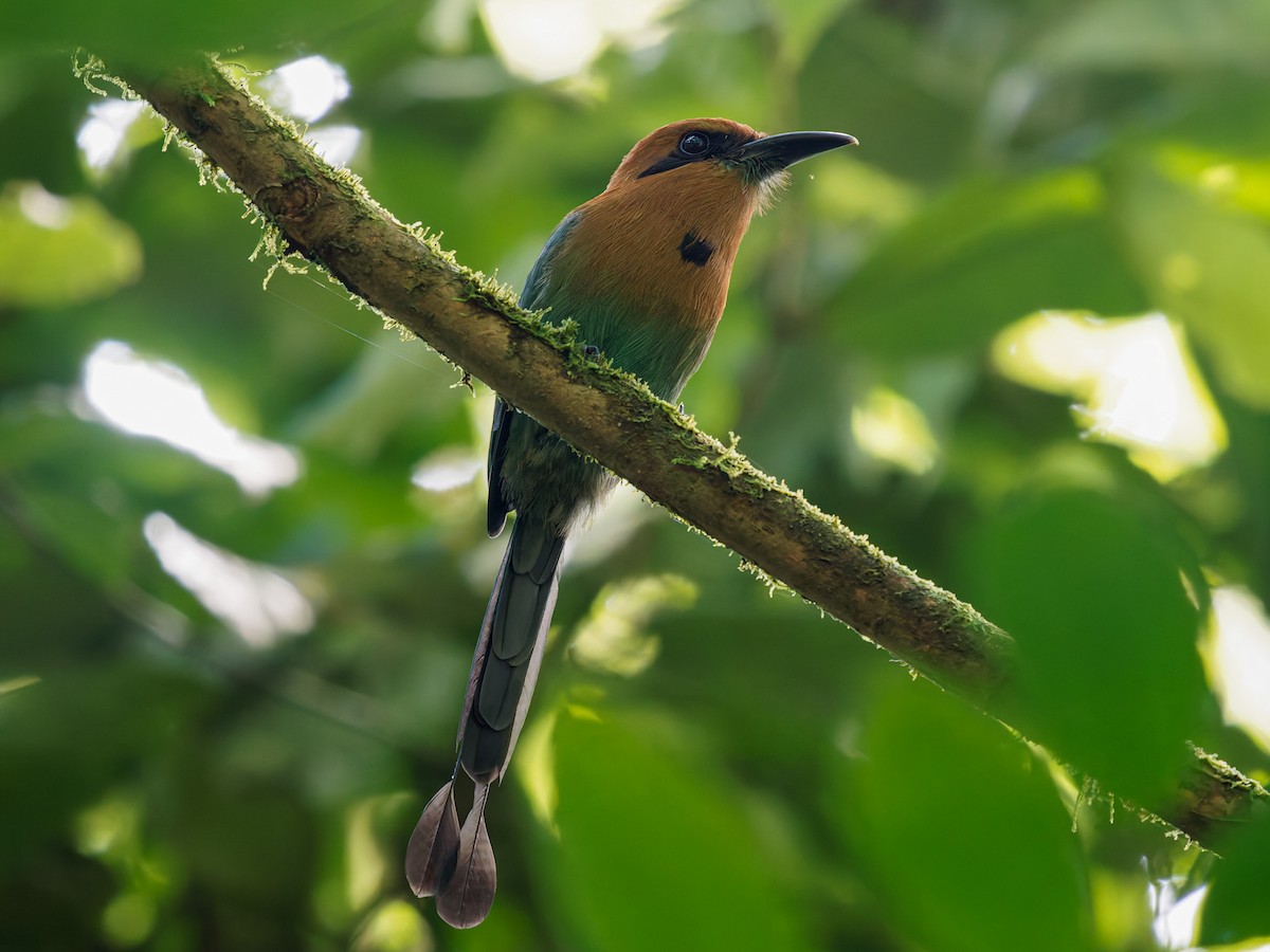 Broad-billed Motmot - ML646427967