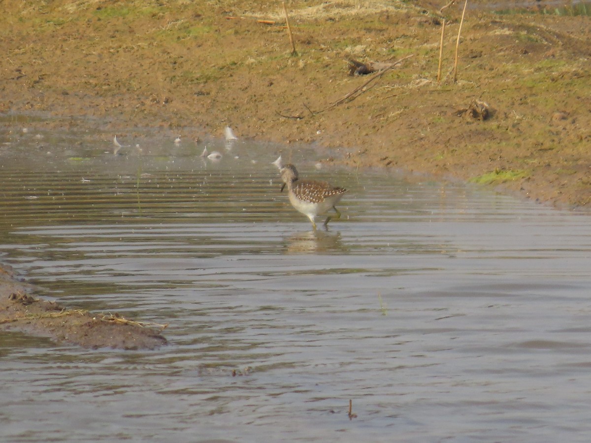 Wood Sandpiper - ML646427968