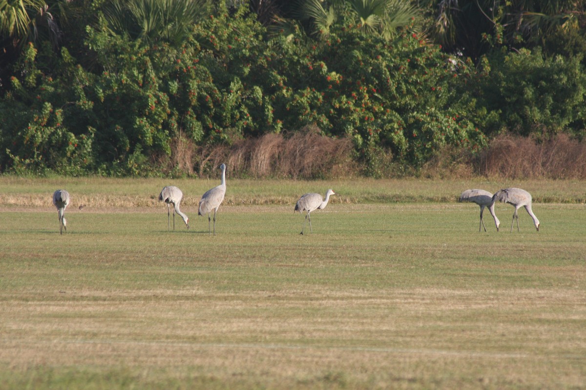 Sandhill Crane - ML646427969