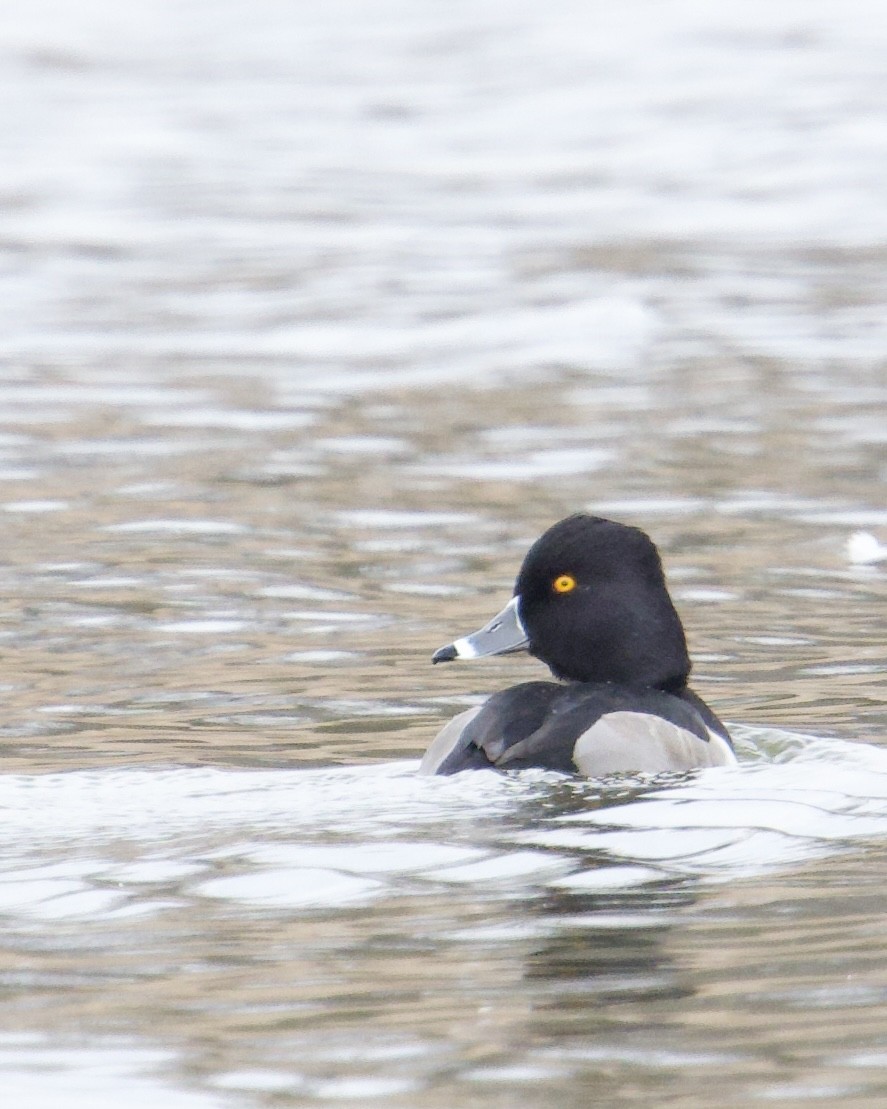 Ring-necked Duck - ML646427970