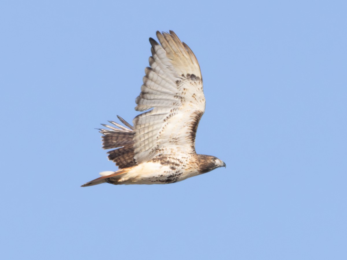 Red-tailed Hawk - ML646427972