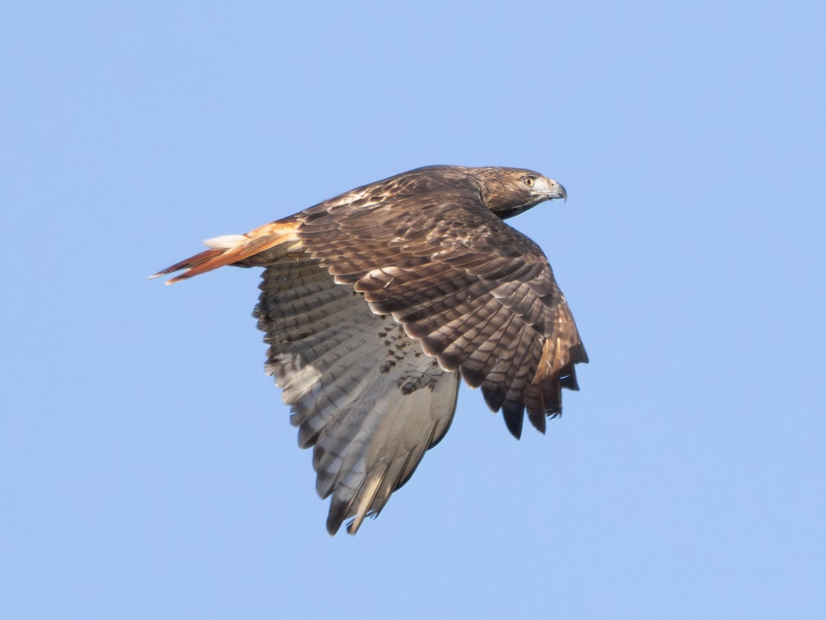 Red-tailed Hawk - ML646427974