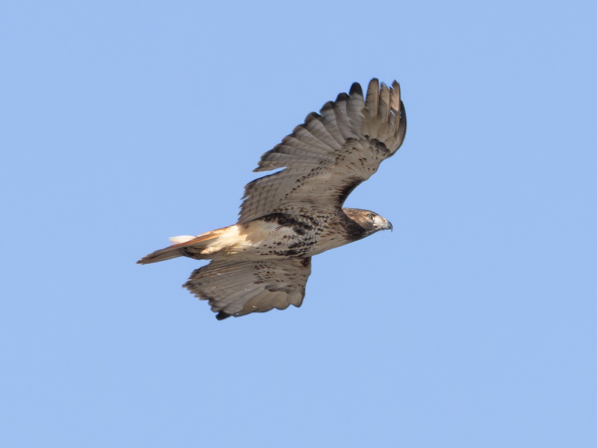 Red-tailed Hawk - ML646427975