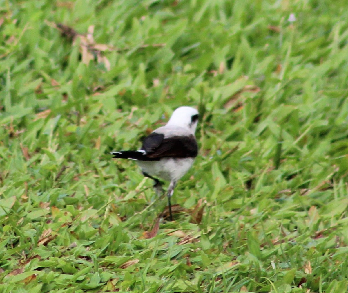 Masked Water-Tyrant - ML646427976