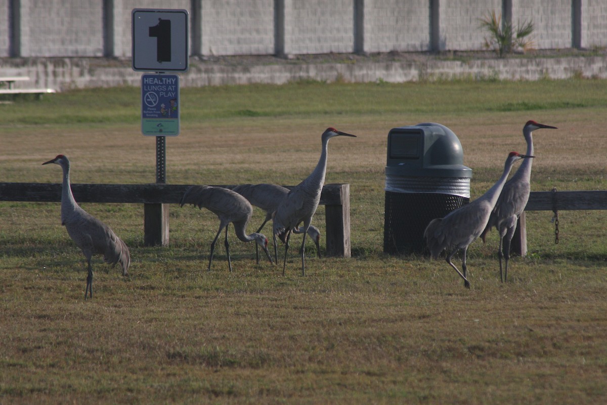 Sandhill Crane - ML646427980