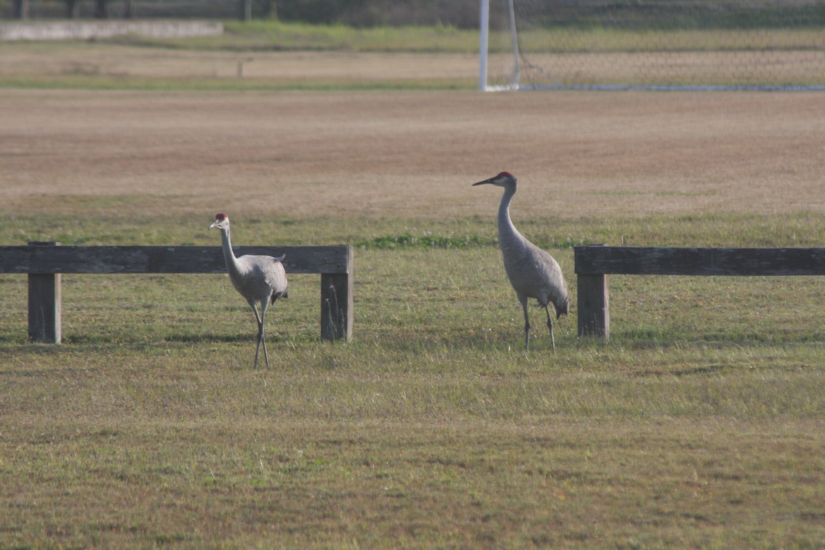 Sandhill Crane - ML646427981