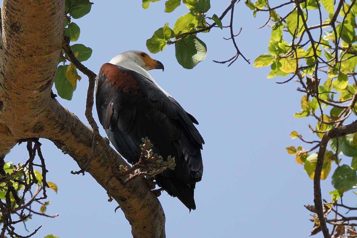 African Fish-Eagle - ML646427982