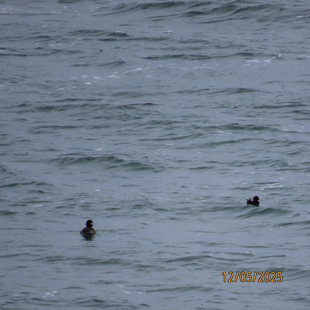 American Coot - ML646427983