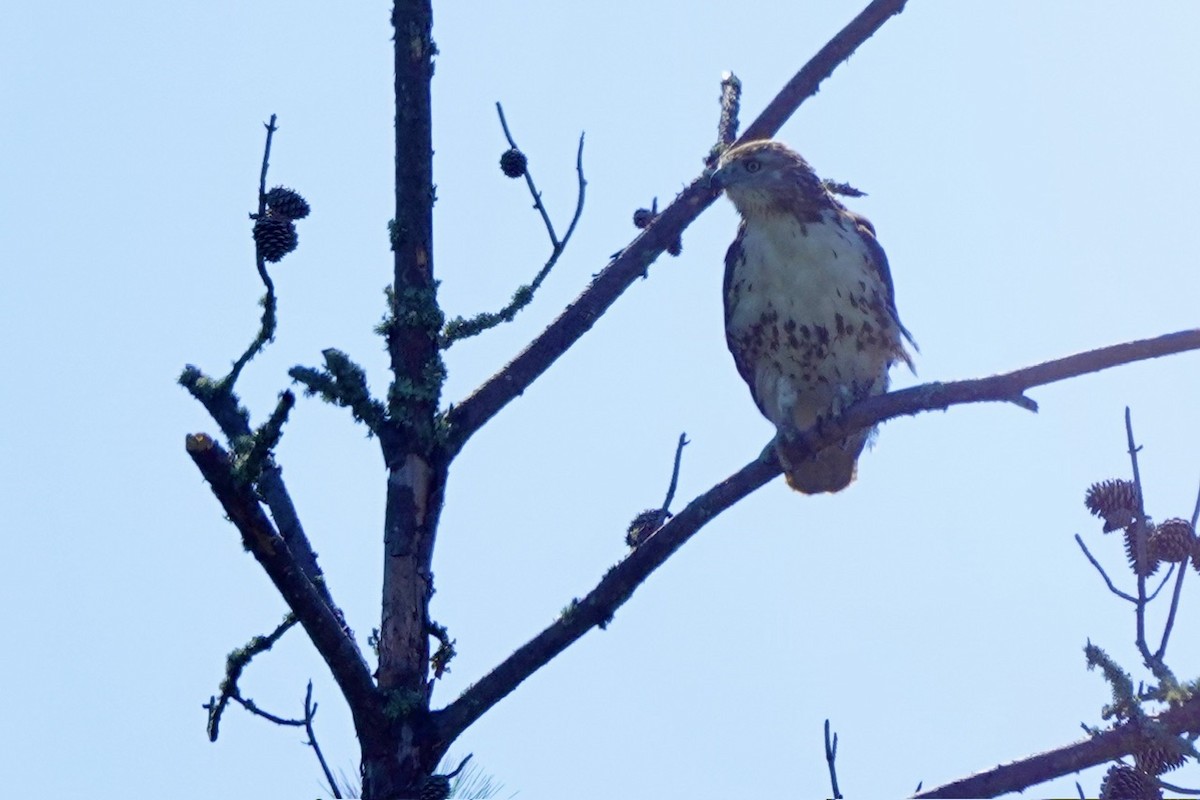 Red-tailed Hawk - ML646427988