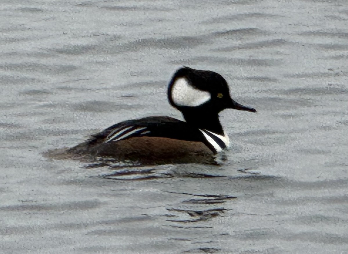 Hooded Merganser - ML646427989