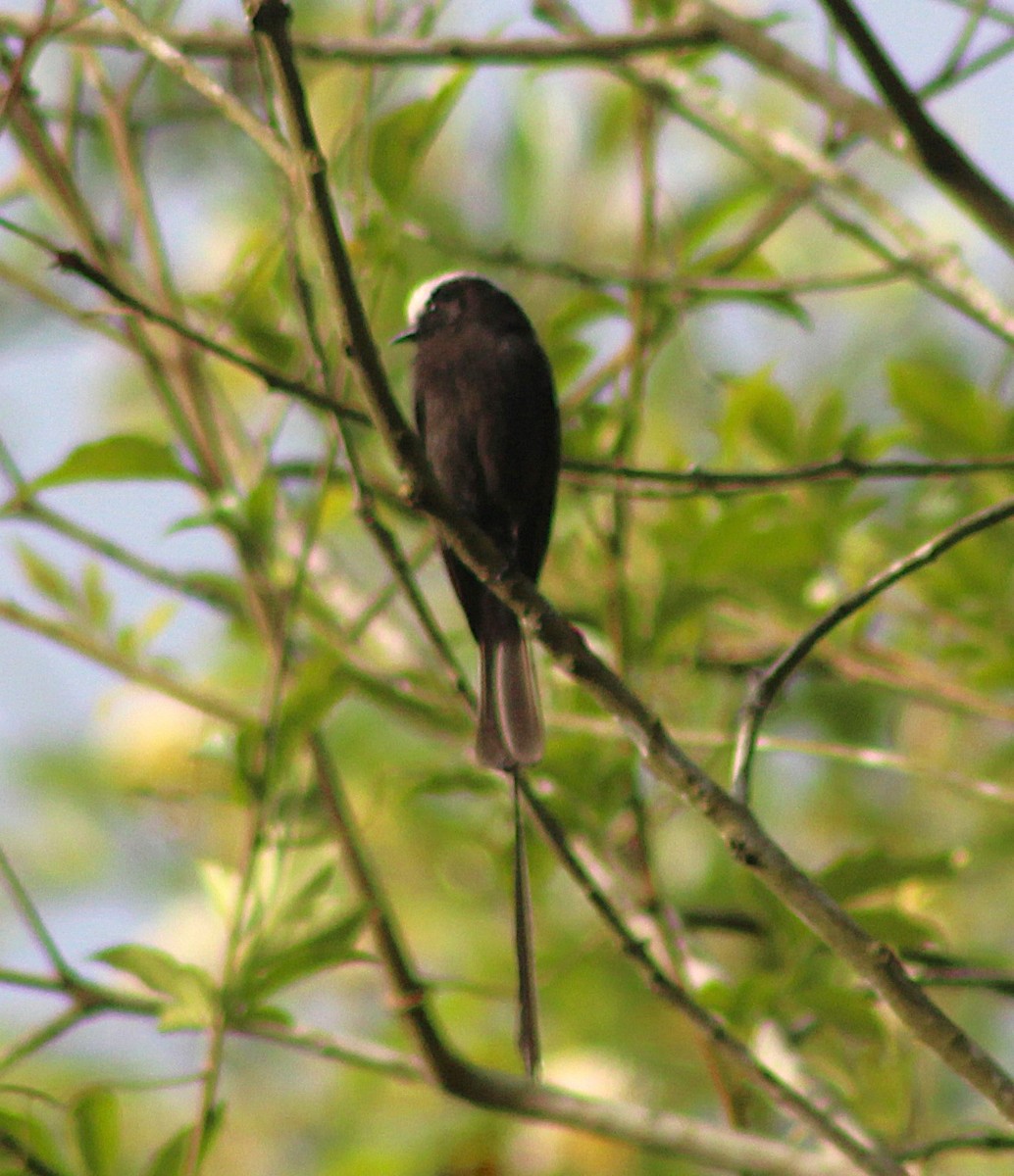 Long-tailed Tyrant - ML646427990