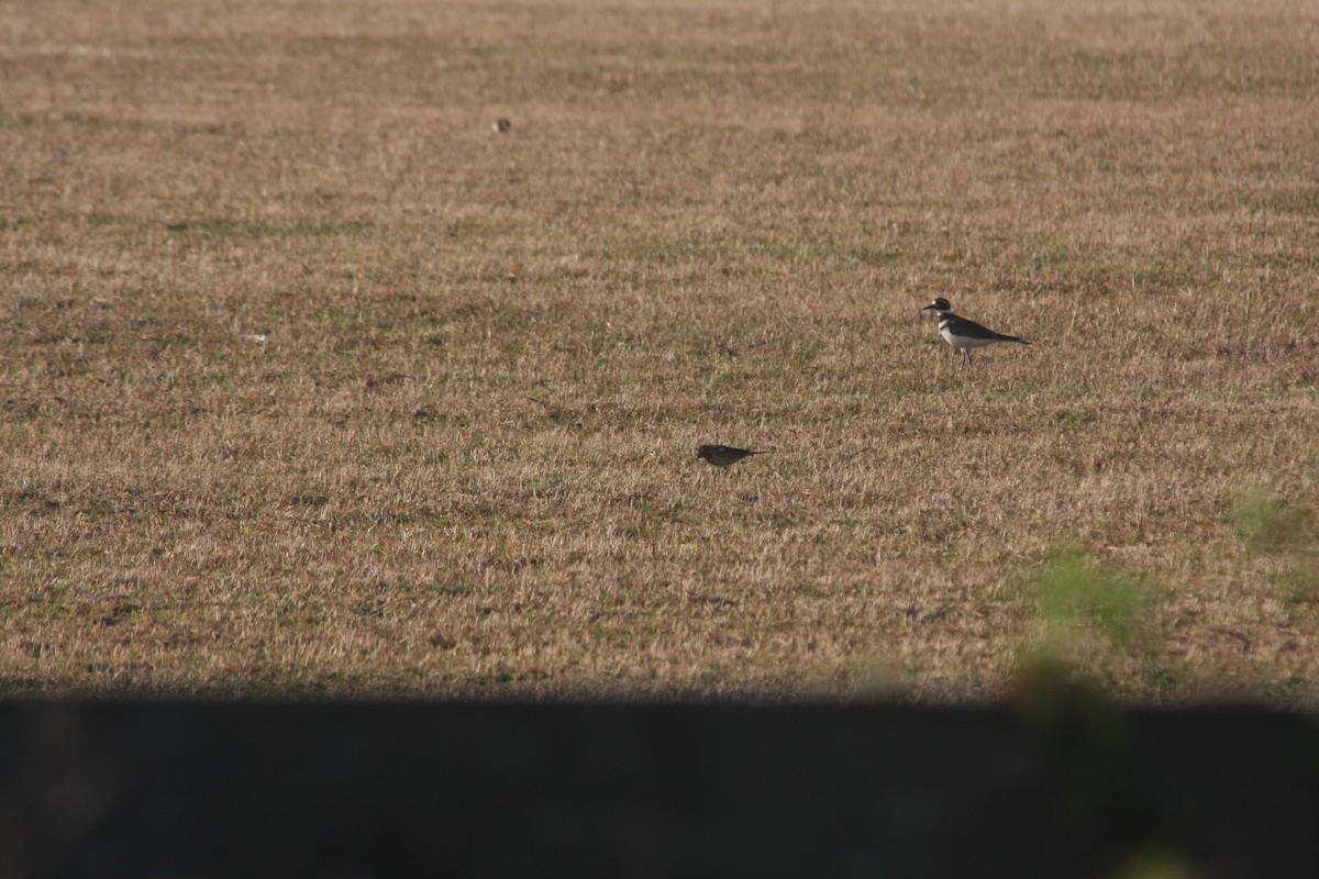American Pipit - ML646427991
