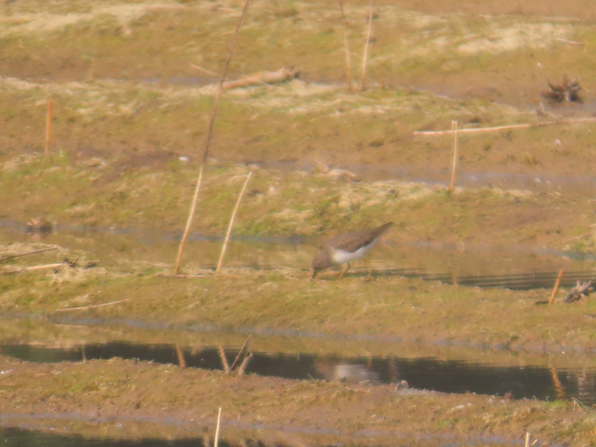 Temminck's Stint - ML646427992