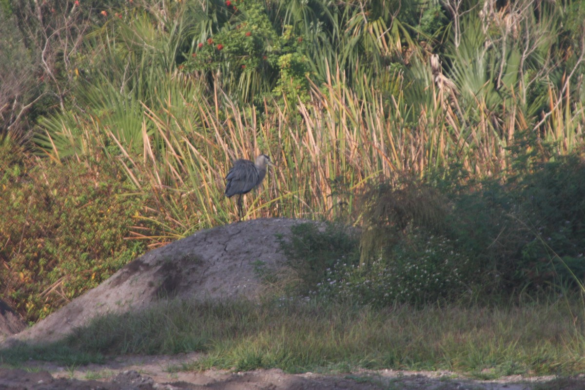 volavka velká [skupina herodias] - ML646427994