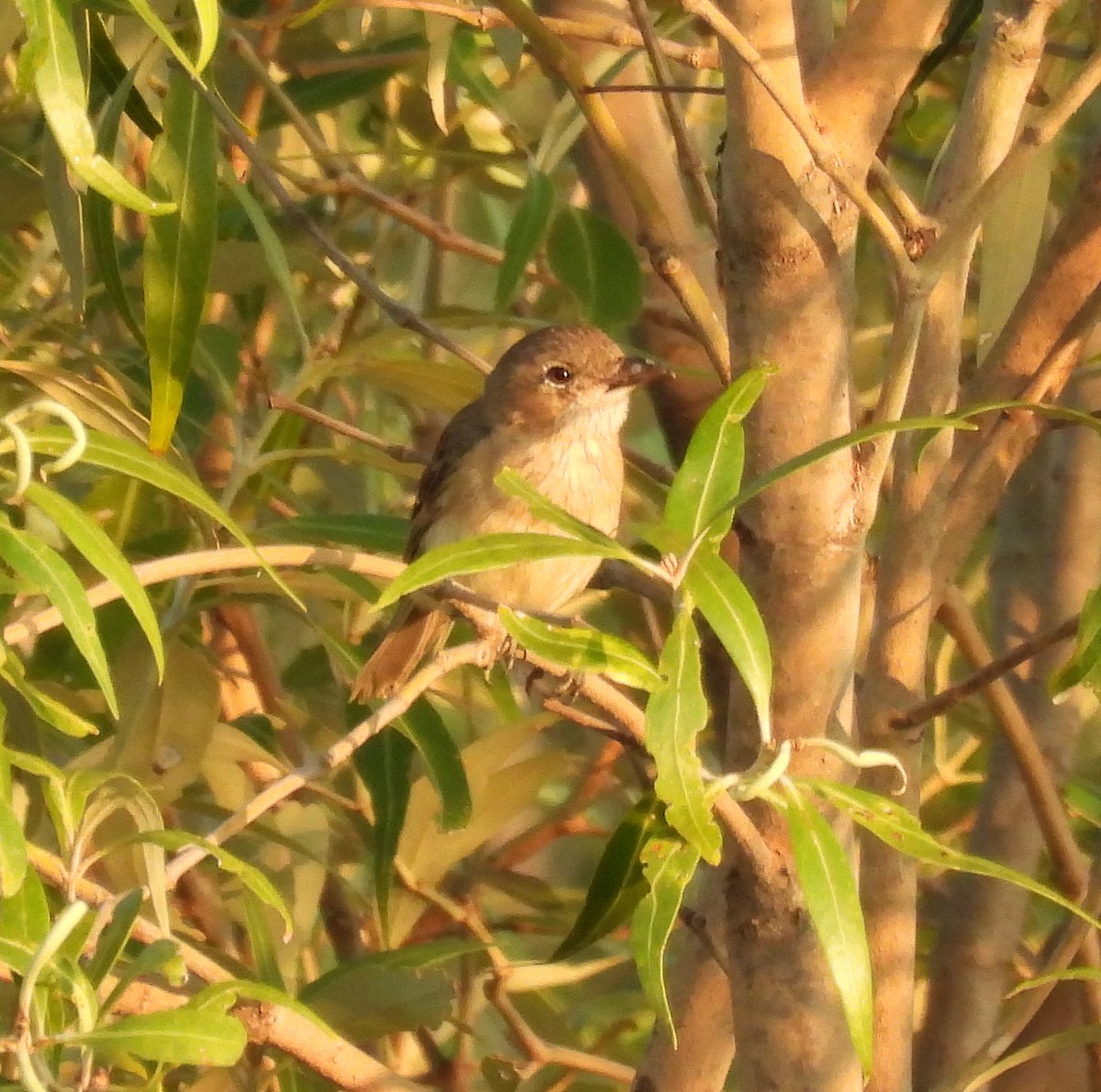 White-breasted Whistler - ML646427995