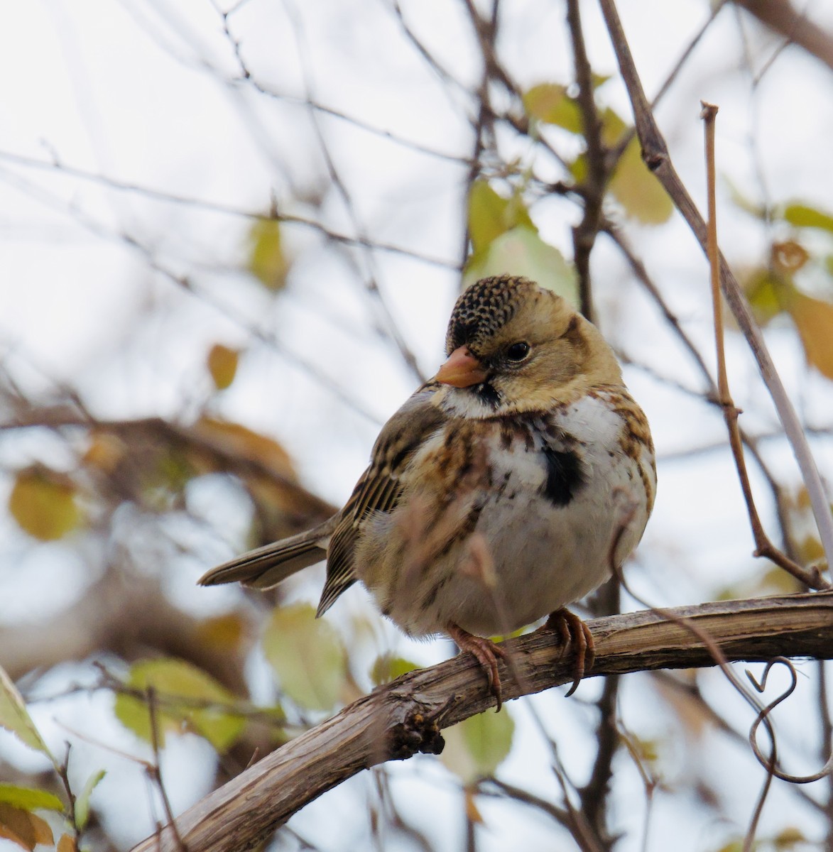 Harris's Sparrow - ML646428006