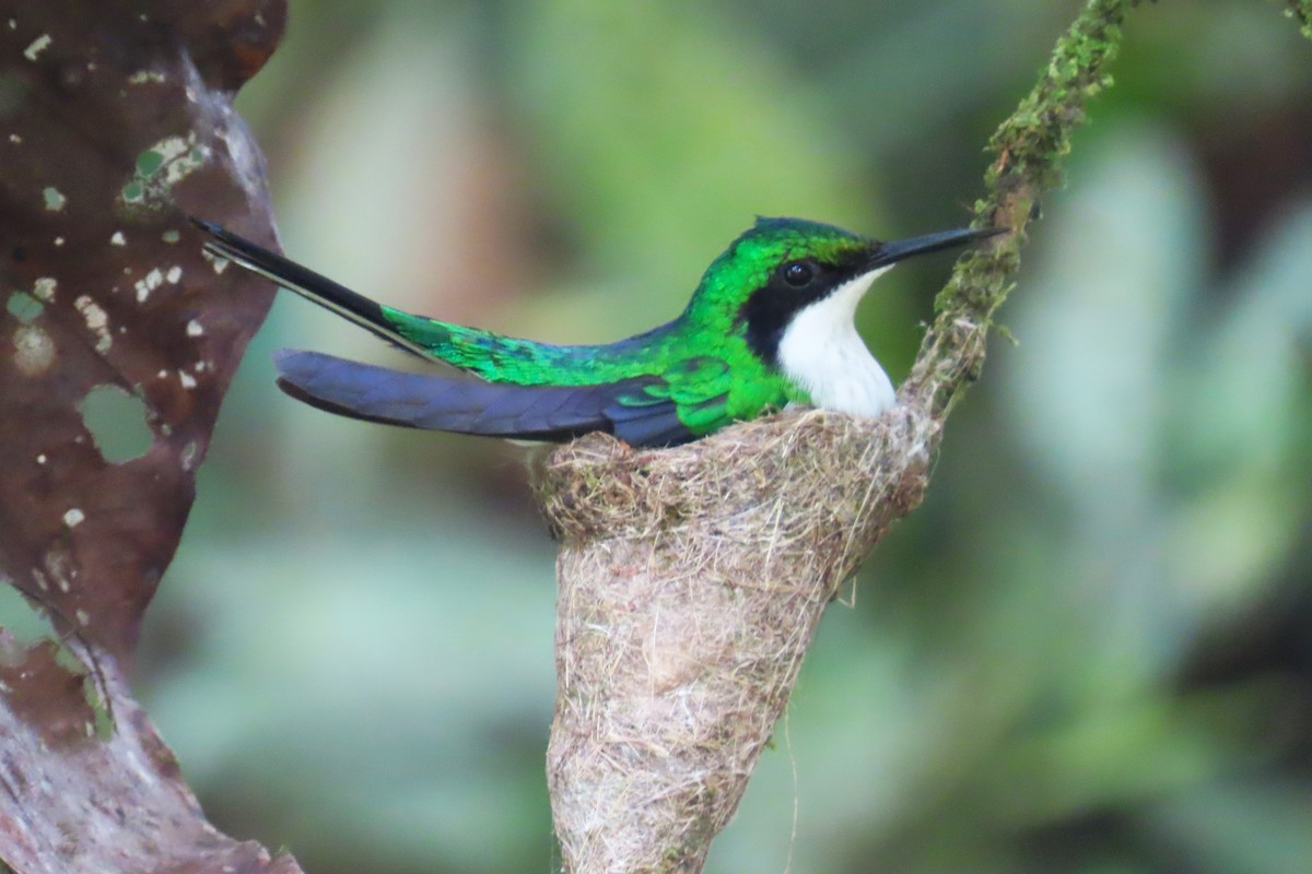 kolibřík purpurovohlavý - ML646428007