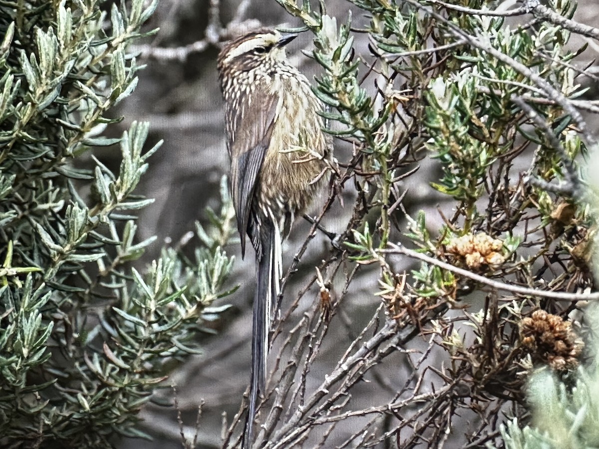 Andean Tit-Spinetail - ML646428008