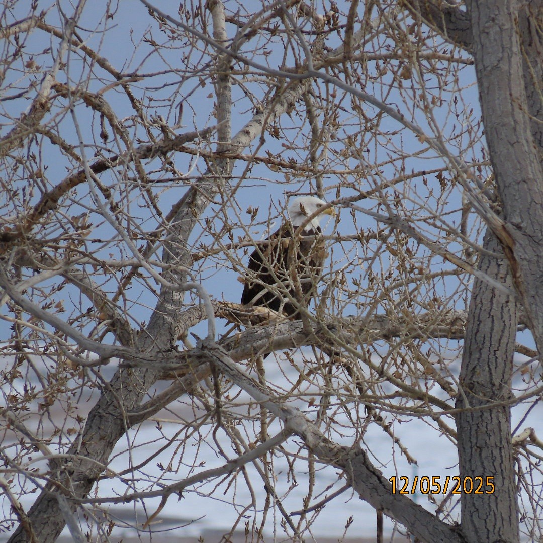 Bald Eagle - ML646428009