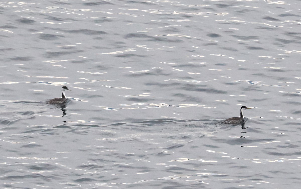 Western Grebe - ML646428011