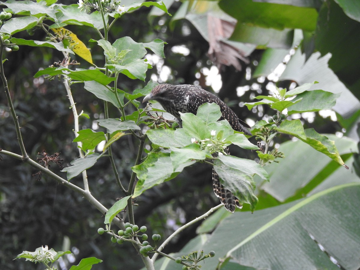 Asian Koel - ML646428012